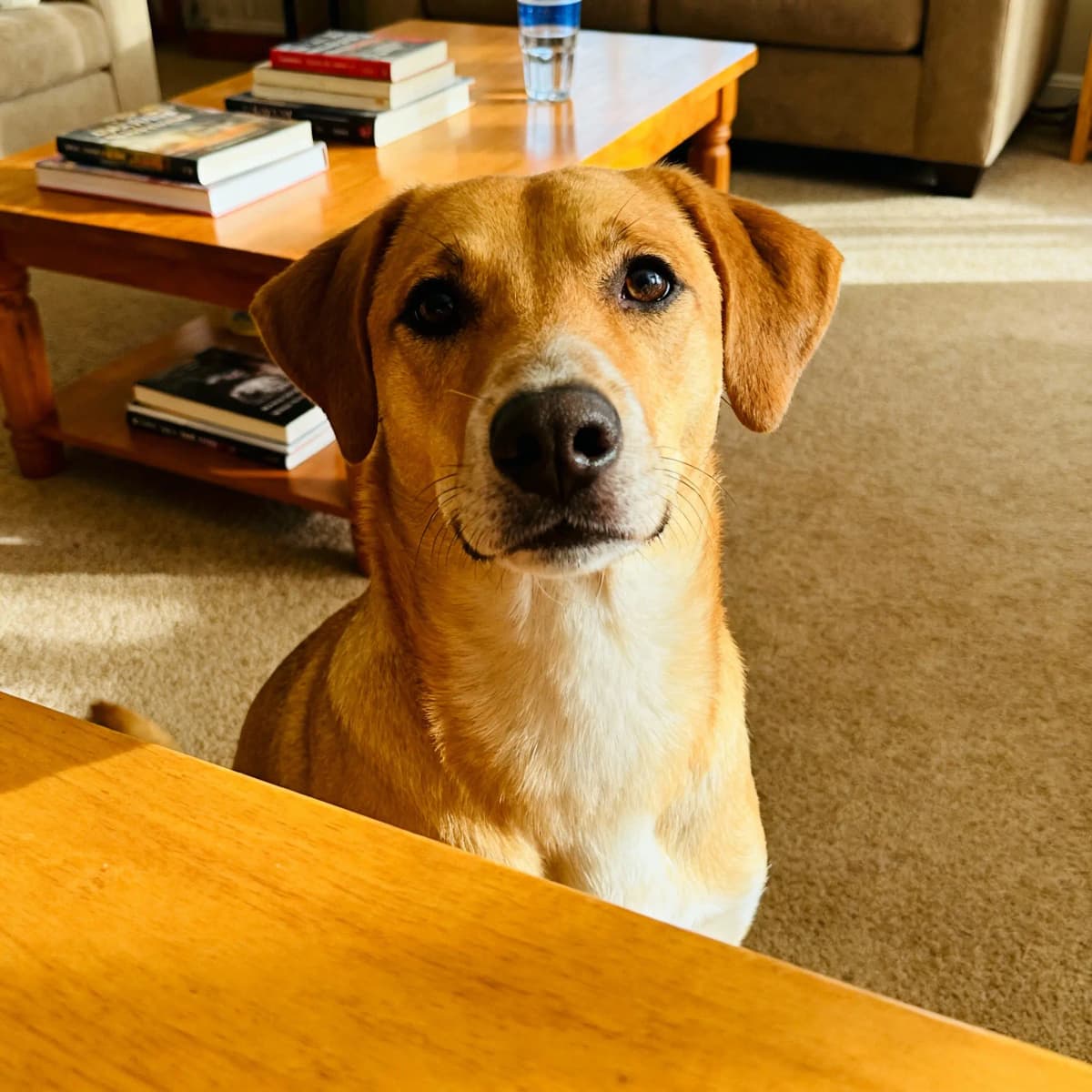 AI pet meme text example